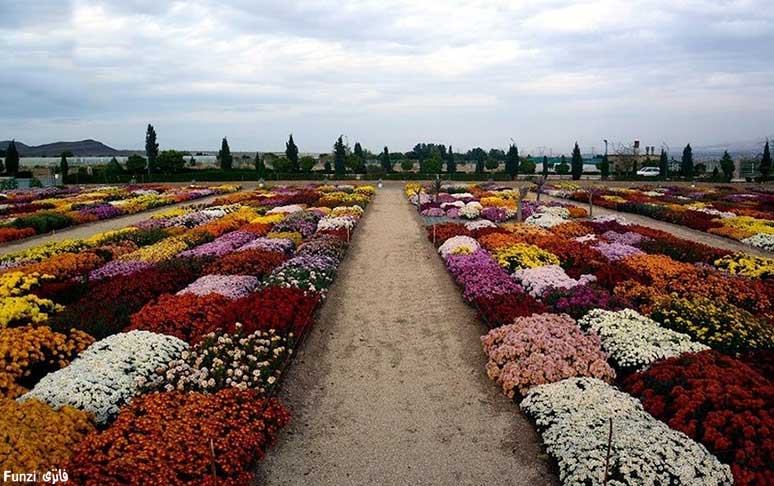 گلهای زیبا در محلات استان مرکزی