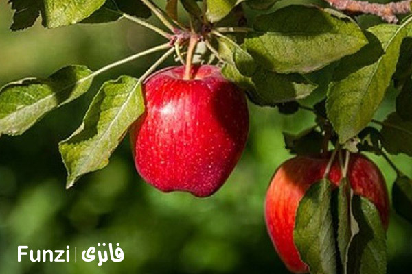 سیب دماوند | سوغاتی های خوشمزه تهران