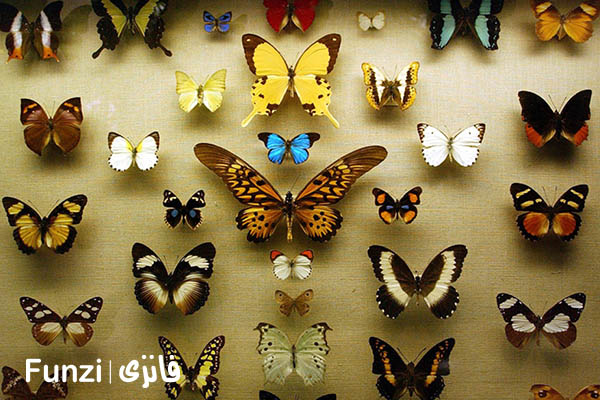 موزه حشرات | جاهای دیدنی تهران