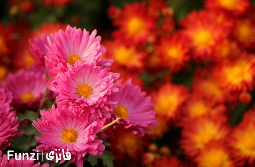 باغ گیاه شناسی تهران در بهار 