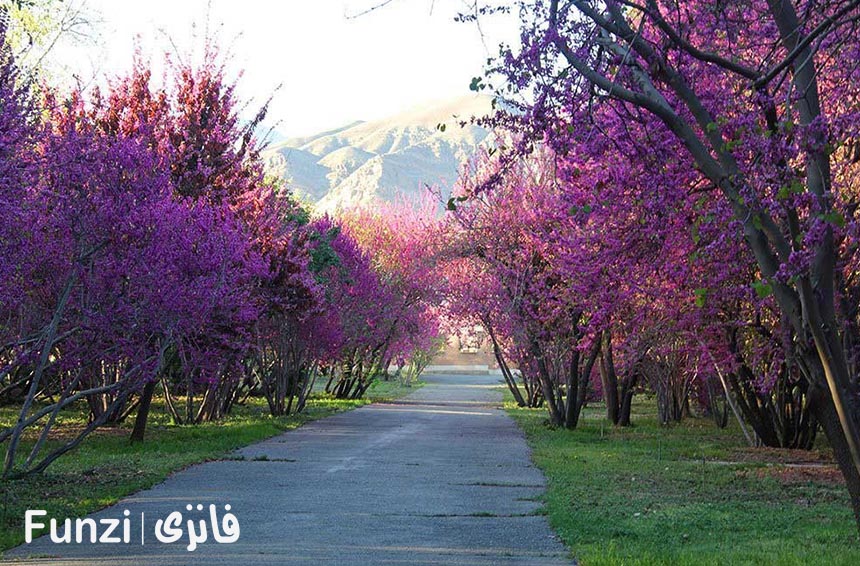 طراحی متفاوت باغ گیاه شناسی تهران 