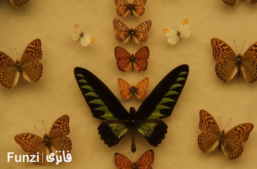 باغ موزه پروانه ها در پارک جنگلی ناژوان اصفهان فانزی 