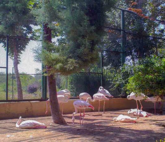 باغ پرندگان اصفهان