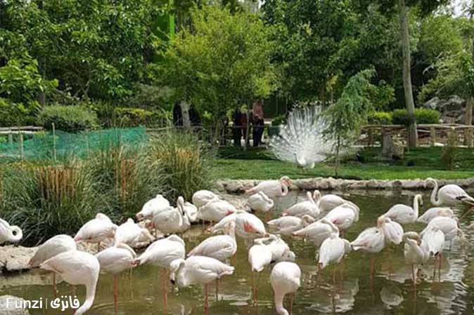 باغ پرندگان ناژوان اصفهان