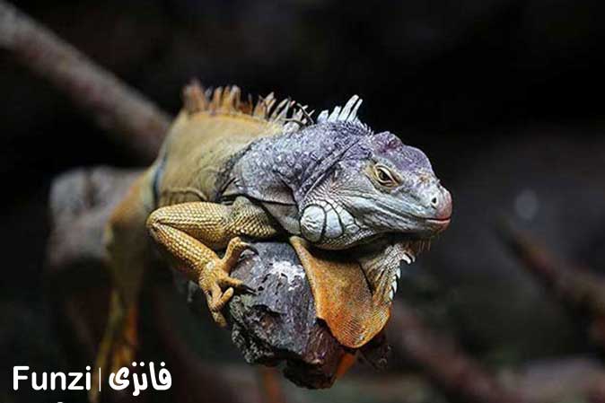حیوانات باغ خزندگان اصفهان | پارک خزندگان اصفهان