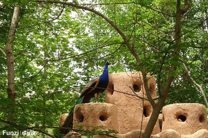 طاووس باغ پرندگان اصفهان | باغ پرندگان در اصفهان