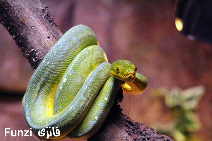 مارهای خارجی باغ خزندگان اصفهان
