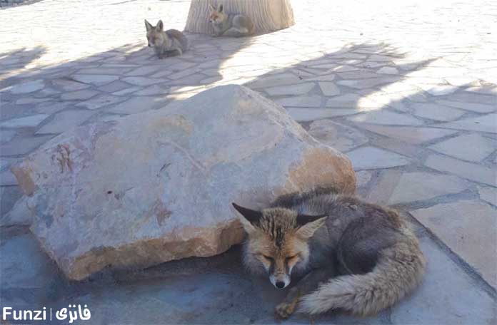 روباه در حال استراحت
