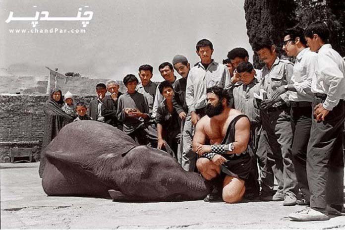 کشتی با فیل سیروس قهرمانی شیراز