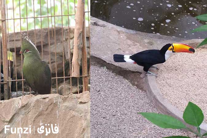 باغ زیبای پرندگان تهران