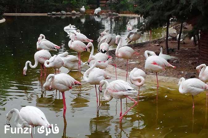 باغ پرندگان تهران پرنده