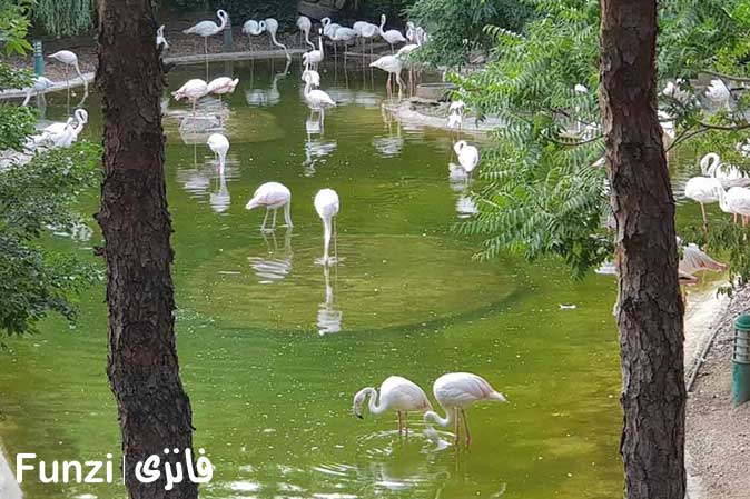 برکه باغ پرندگان تهران