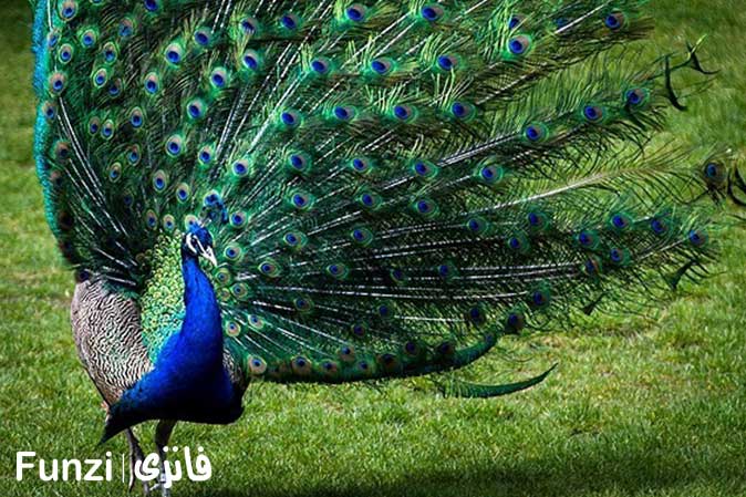 طاووس باغ پرندگان تهران