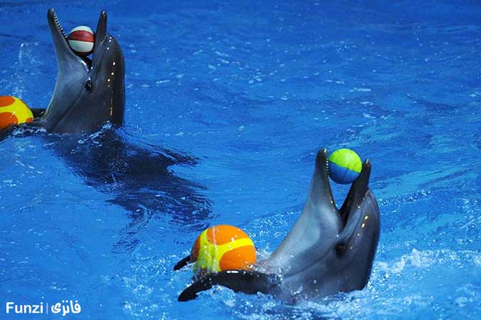 بازی دلفین ها در دلفیناریوم برج میلاد