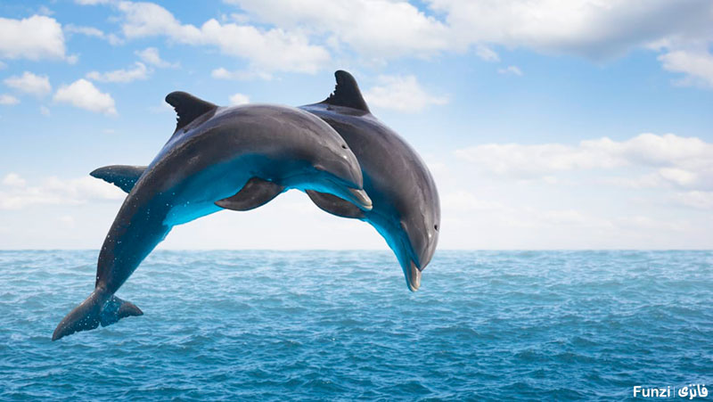 دلفین ها در حال جهش در دریا