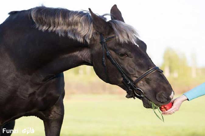 غذا دادن به اسب در آموزش سوار کاری